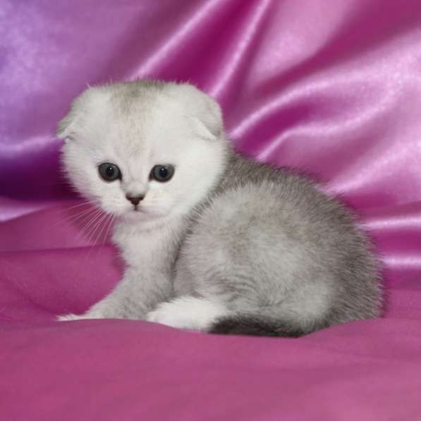 Вязка, Шотландский Фолд, золотая шиншилла  !