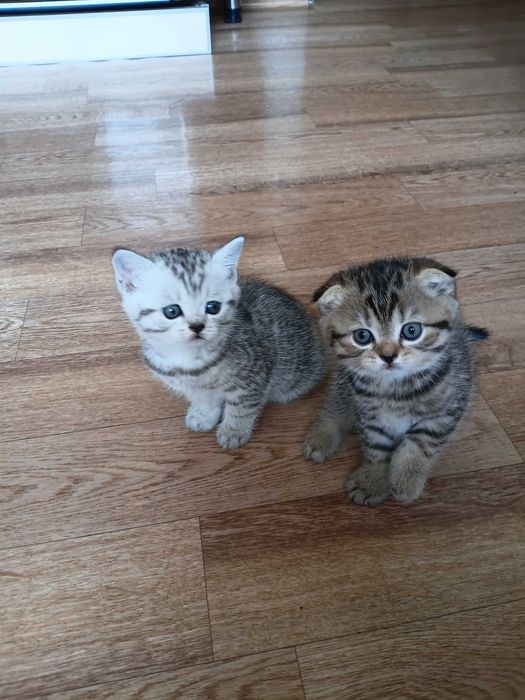 Продам породистых котят