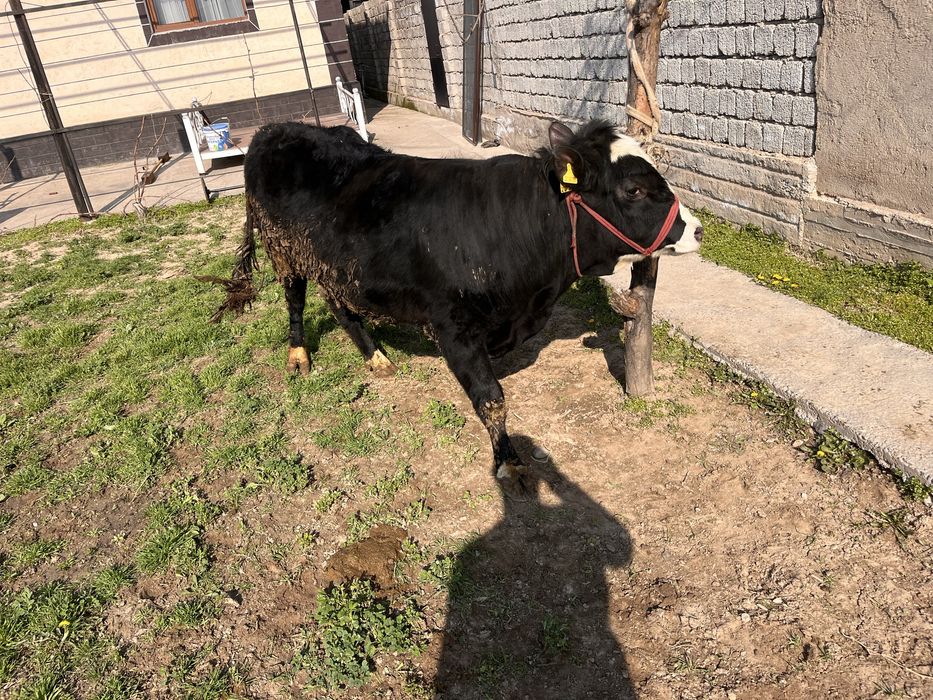 Бык бұқа буқа қошқар тоқты еркек