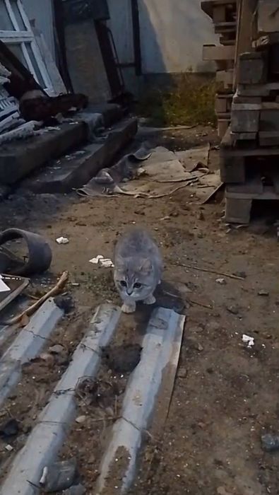 Кошечка в добрые руки