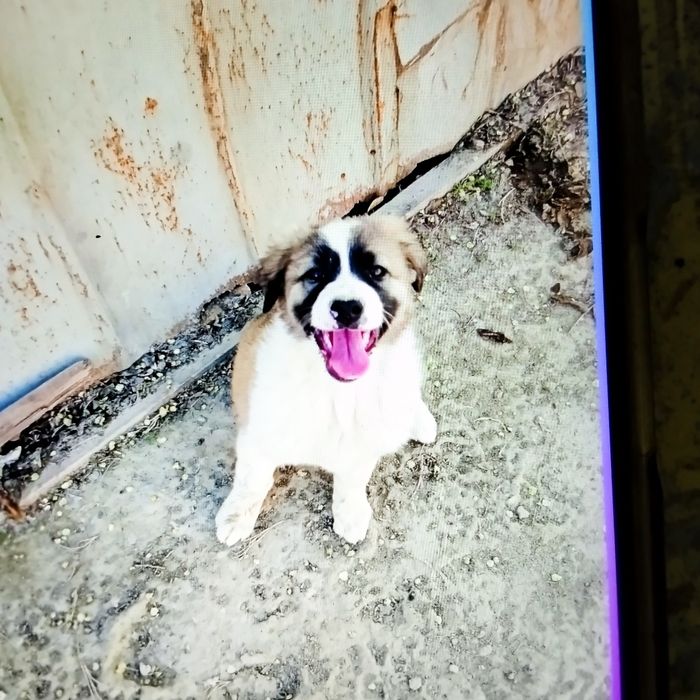 Щенки  4мес.порода Гуржи