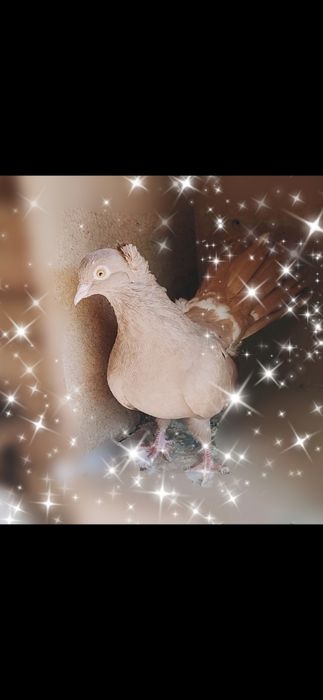 Porumbei de ornament