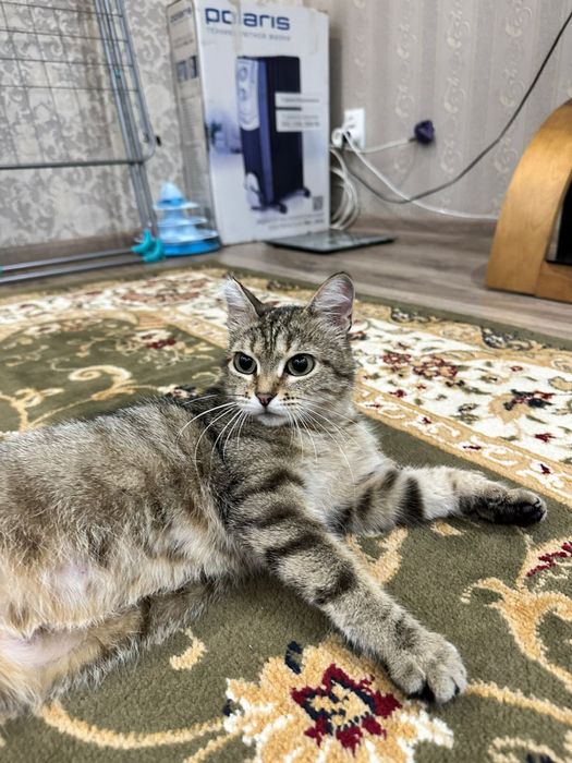 Астана! Ищет дом кошечка Серая