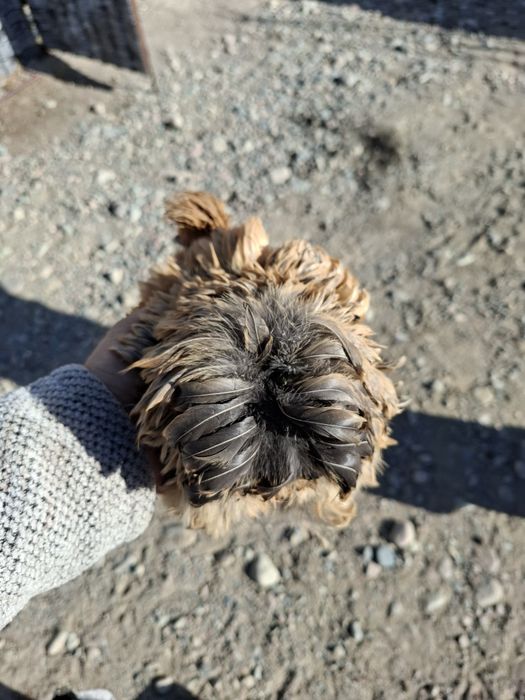 Куры карликовые, карлики