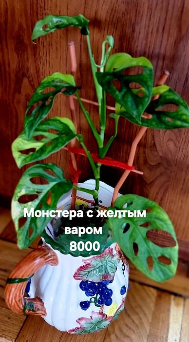 Комнатные растения от 5000