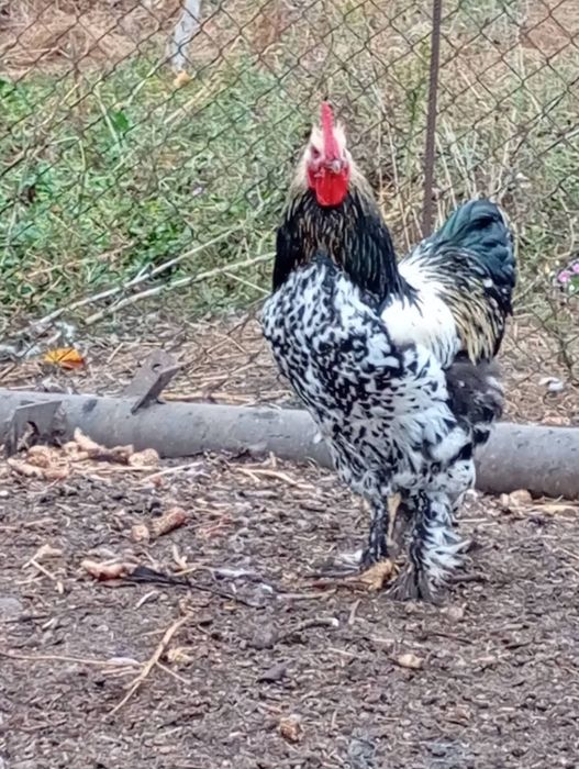 Cocosi de vânzare!
