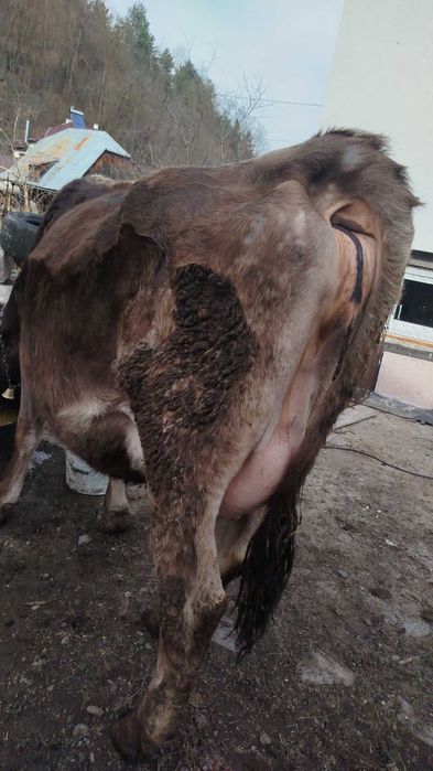 Vând vacă bună de lapte cu vițel bruna de Maramureș