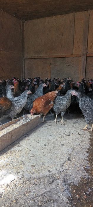 Puicuțe ouătoare de vânzare