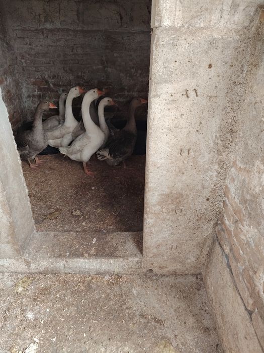 De vânzare gâscani