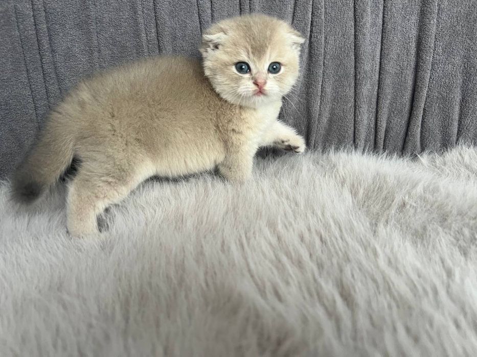 Продается вислоухий котенок скоттиш фолд