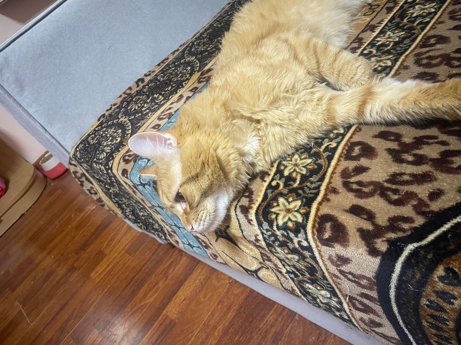 Отдам кота в хорошие руки