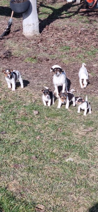 Cațeluși pentru adopție!!