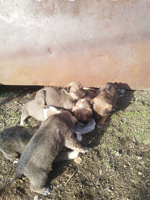 Щенки азиат, мать охотничья