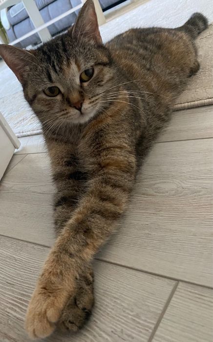 Кошка ищет дом. .