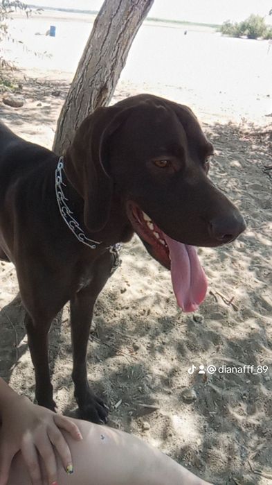 Курцхаар вязка бесплатно