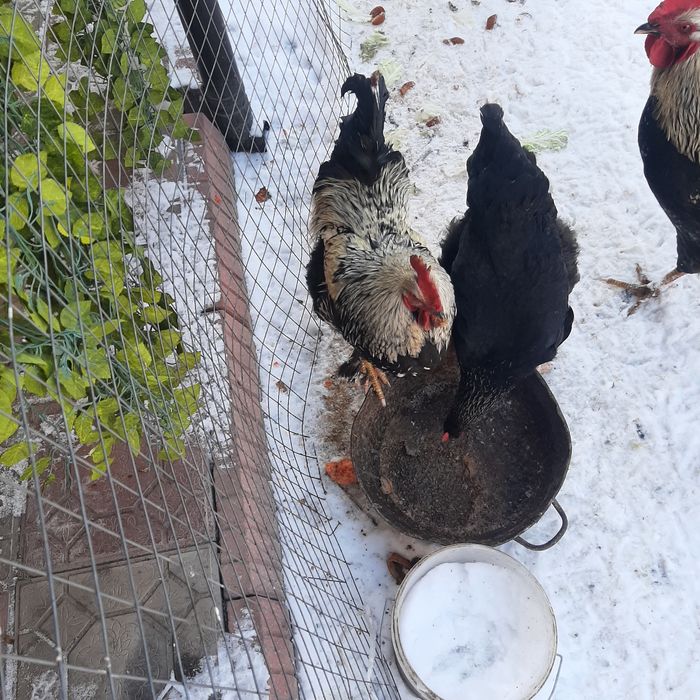 Петухи Продаётся