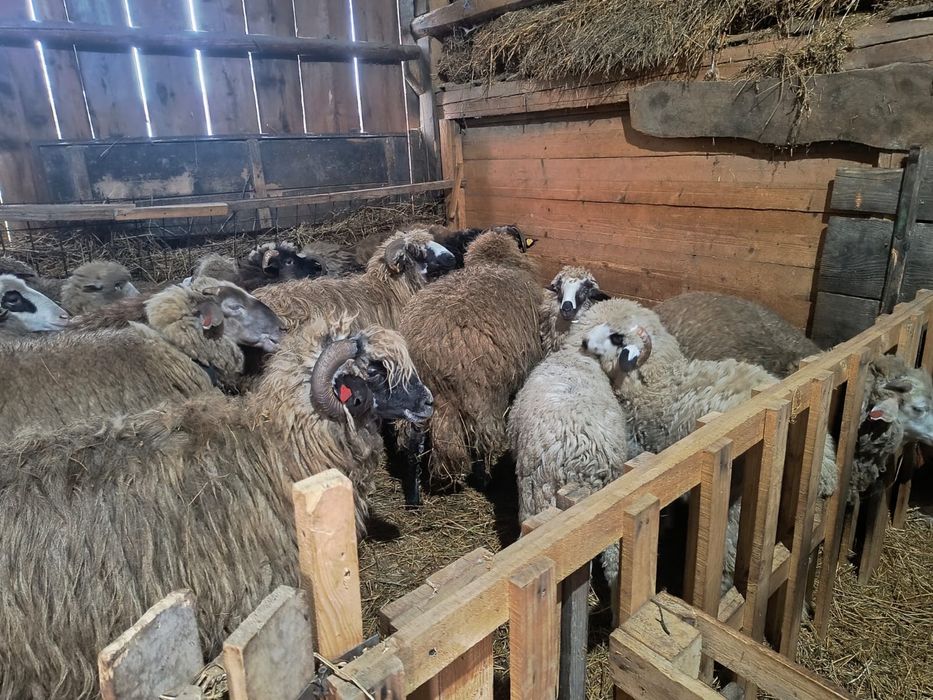 Oi si miei de vanzare