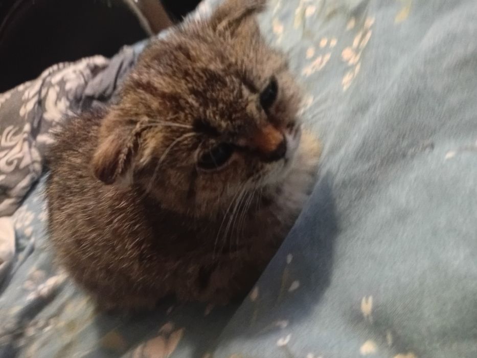 Шотландский вислоухий котик