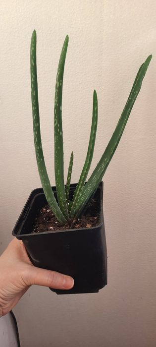 Алое вера лечебный спешите приобрести