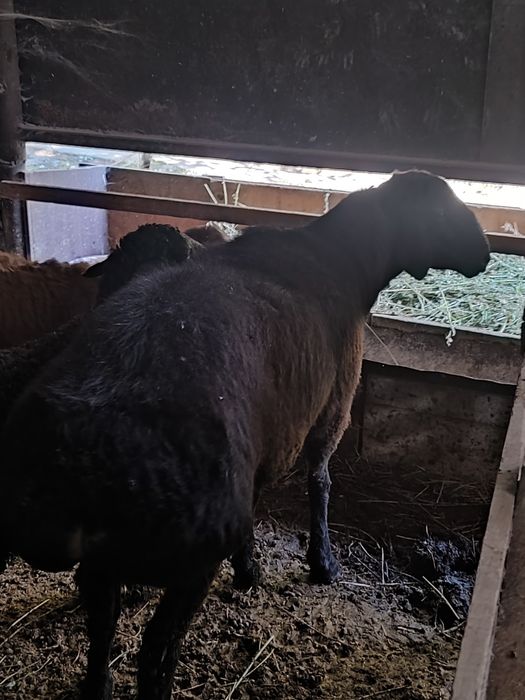 Продам кошкара гиссар