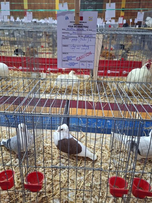 Porumbei pescarusi germani de calitate 200 roni perechea