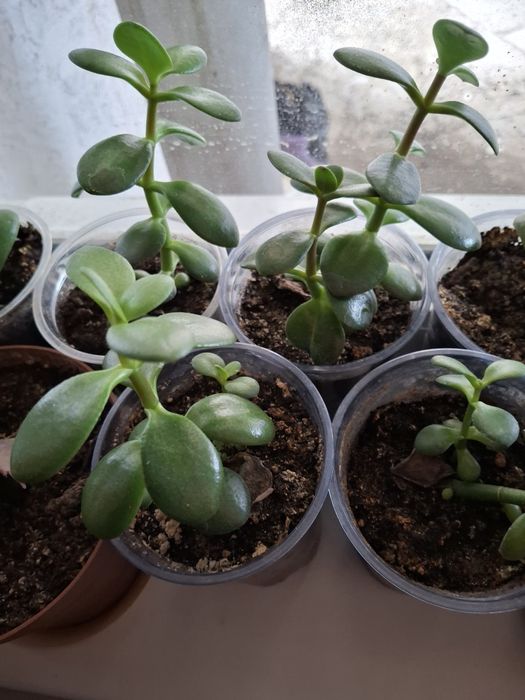 Продам комнатные цветочки