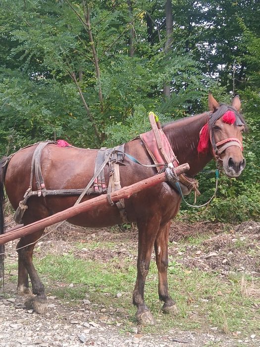 Vânzare cal  castrat