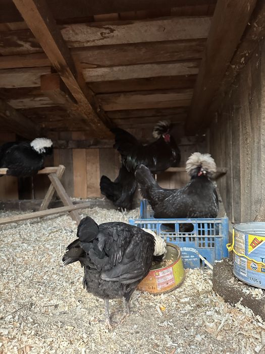 Oua gaini brahma HDsi motata olandeza