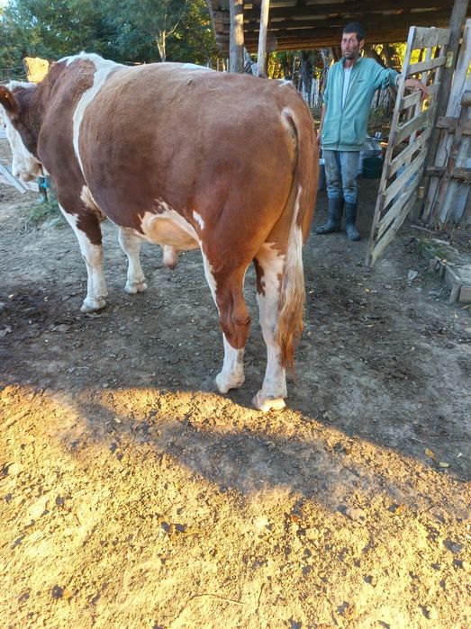 Vând Taur bălțată românească
