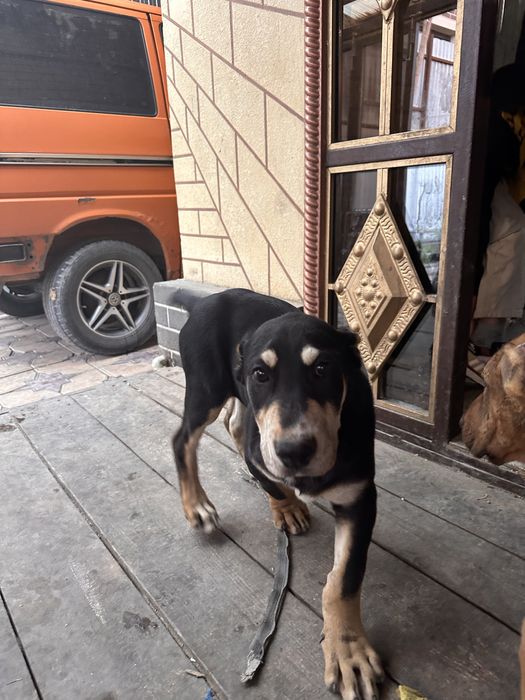 Щенки алабая 3 месячные  крупные