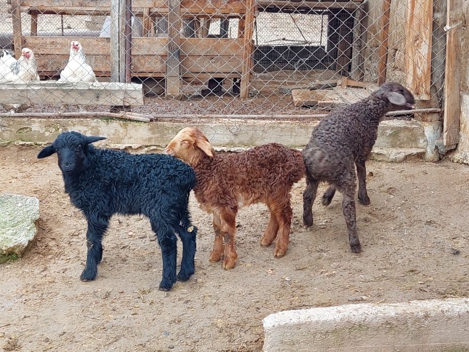 Қозылар сатылады