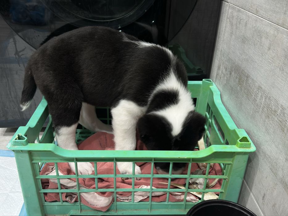 Собака алабай девочка продается