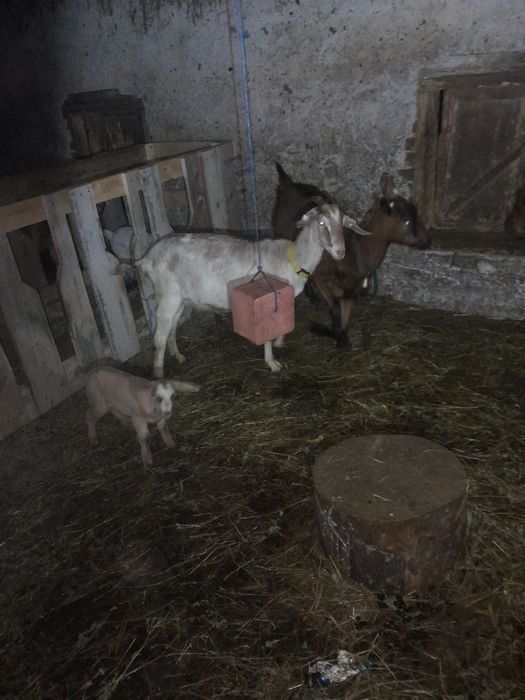 Capra  metis de anglonubiana la prima fătare cu iezi