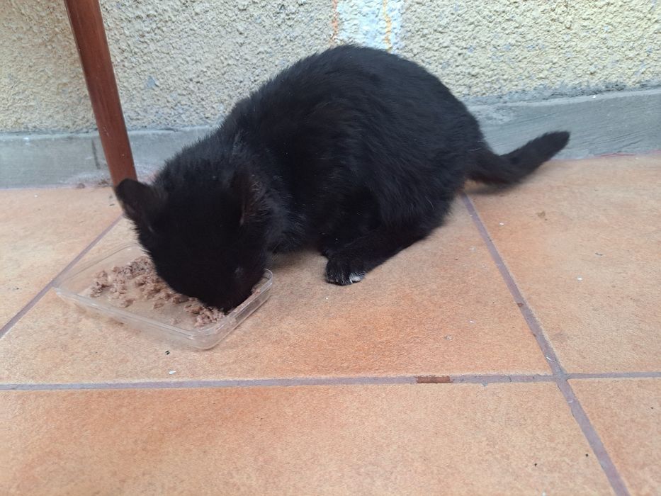 Motanel spre adoptie