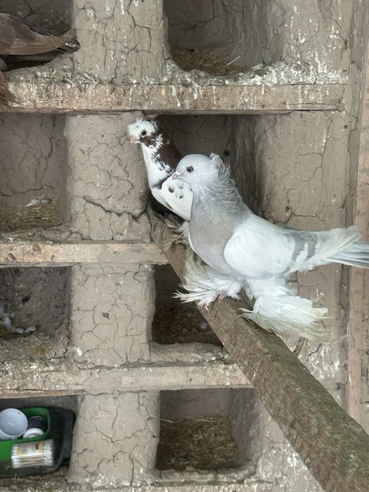 Кептер голубы птица