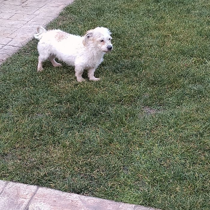 Cățel bichon de un an