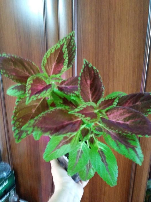 Колеус. Продам..