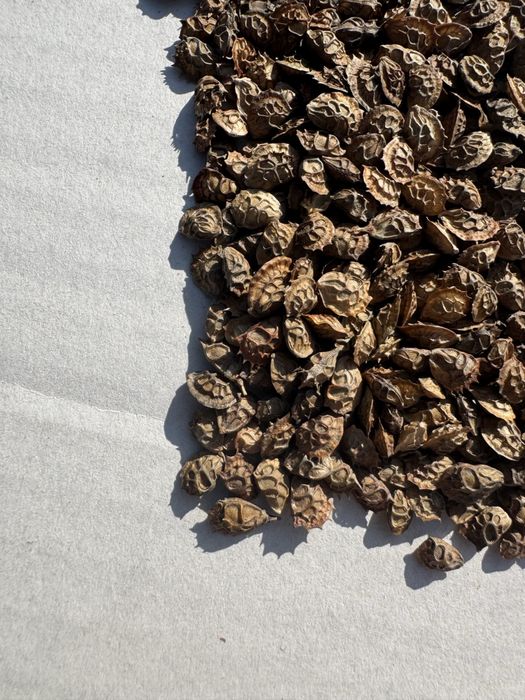 Vand samanta sparceta