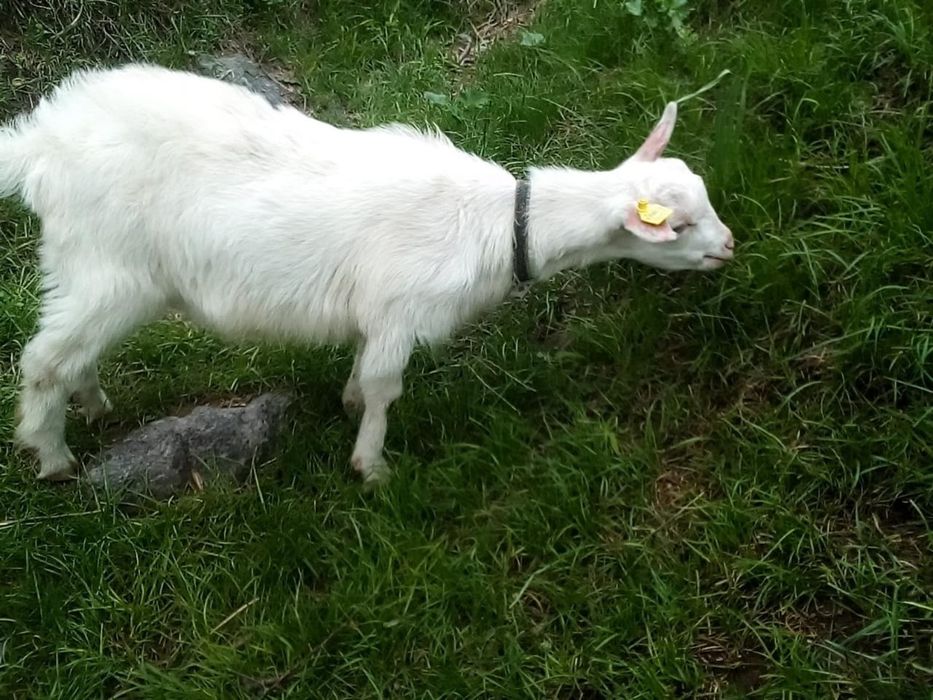 Продам козье молоко