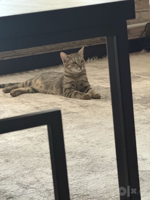 Кошечка Дуся 6 месяцев
