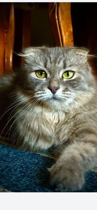 Шотландские малышки