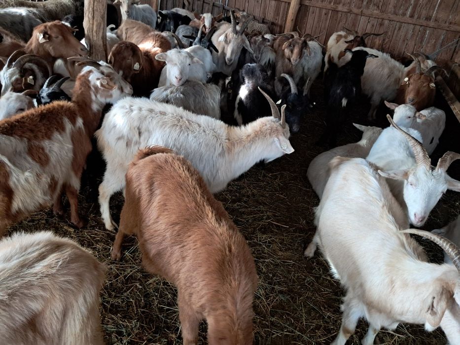 Se vand   70 Capre , 12 Edute .