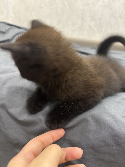 Шотландский котенок