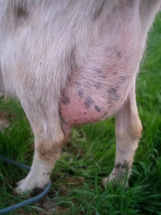 130 000 коза зааненская