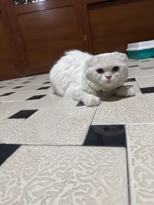 mushuk britanski uzun yungli qiz bola