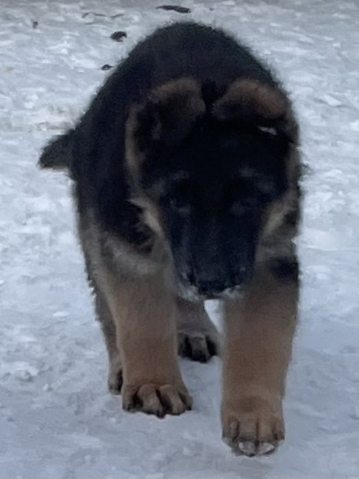 Щенки немецкой овчарки