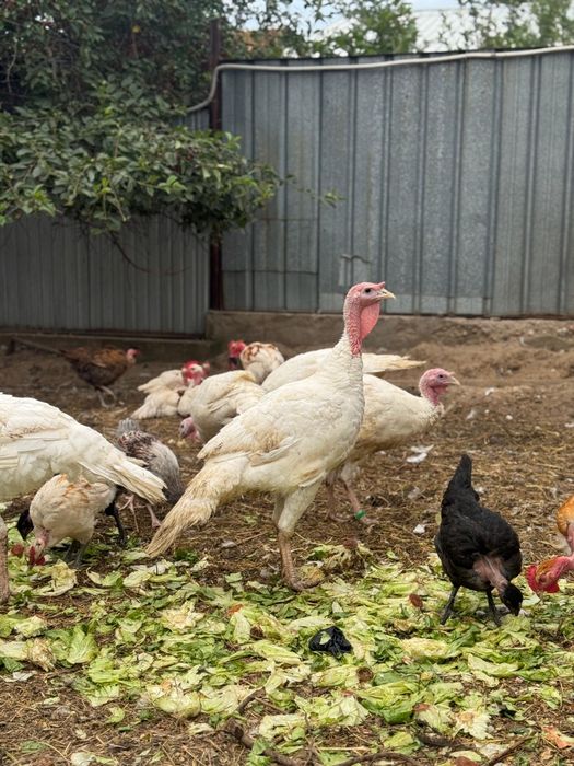 Продам индюки широкогрудные