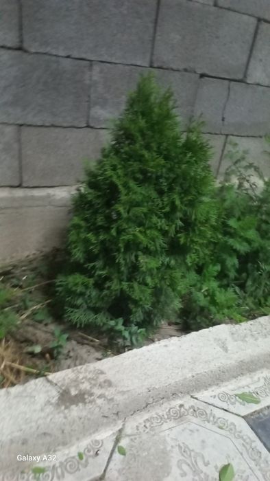 Продается Ель для дачи