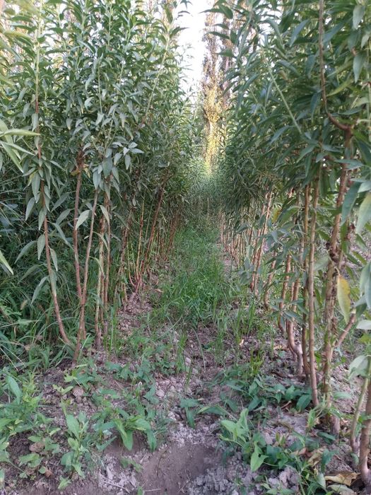 Бодом кучатлар 1 -сорт.  Нави килич ва олтиарик.