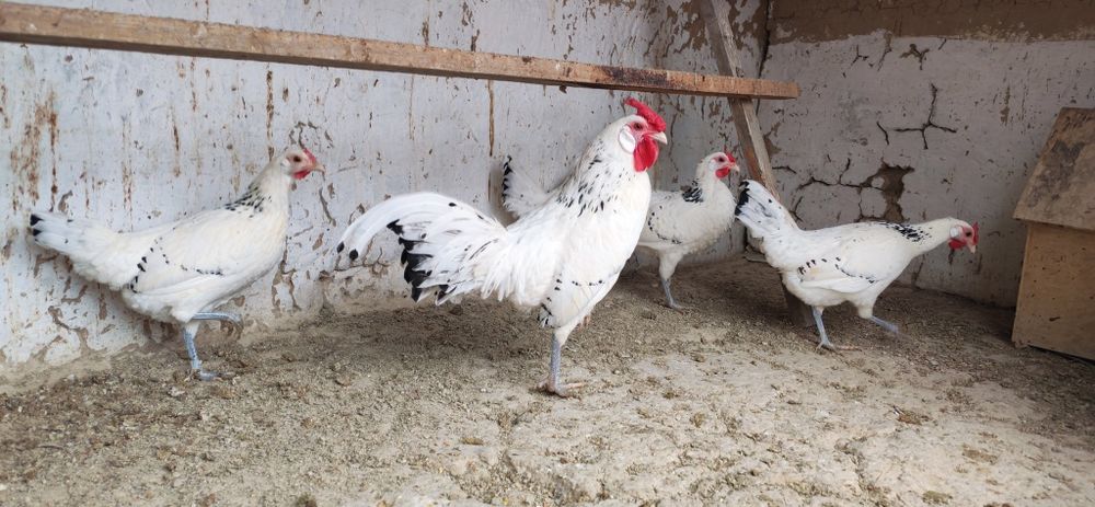 Gambriski sotladi 1+4